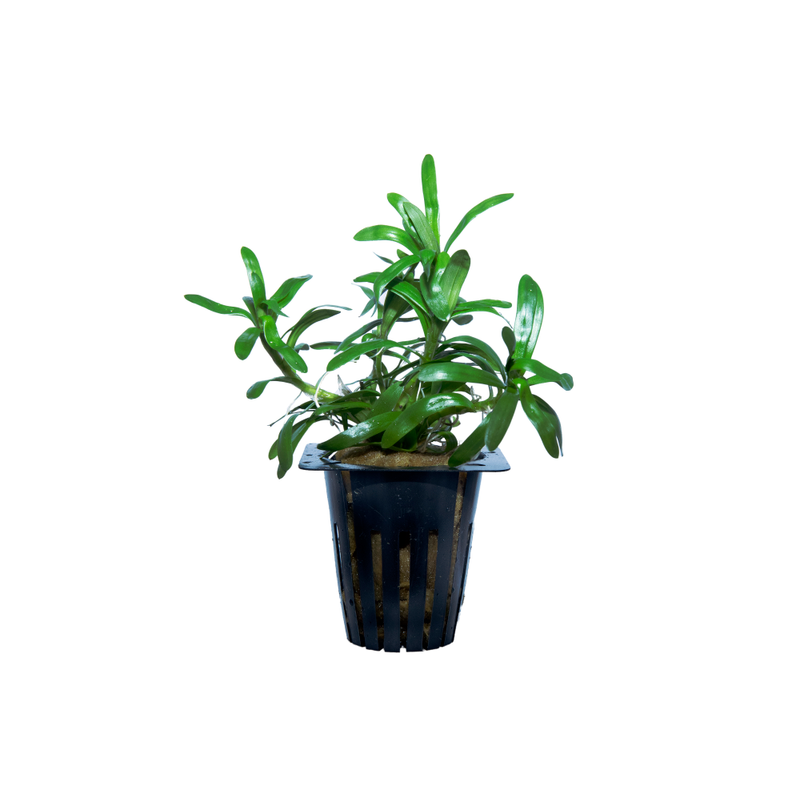 Star Grass