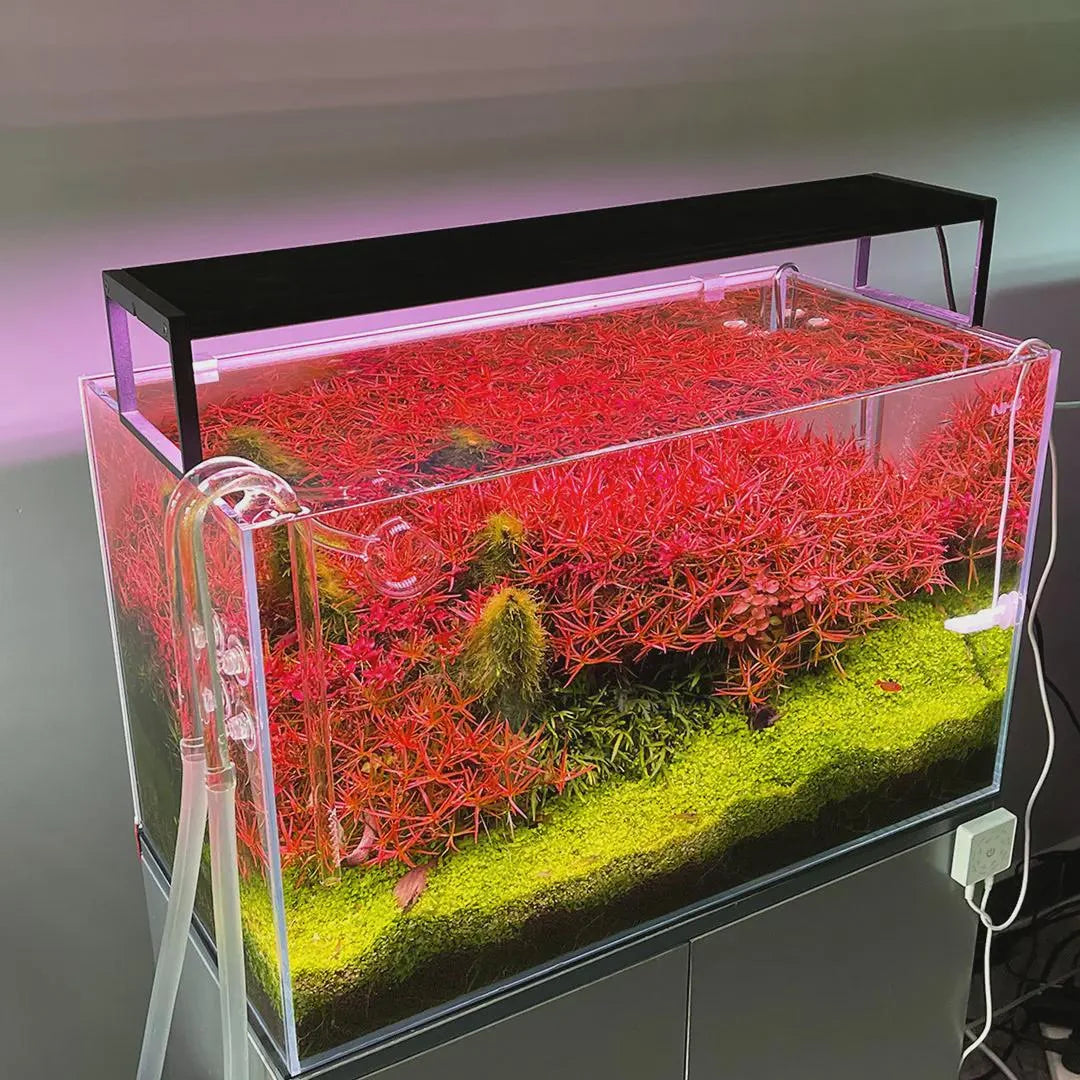Chihiros WRGBII Aquarium Light
