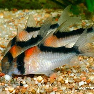 Adolfi Corydora