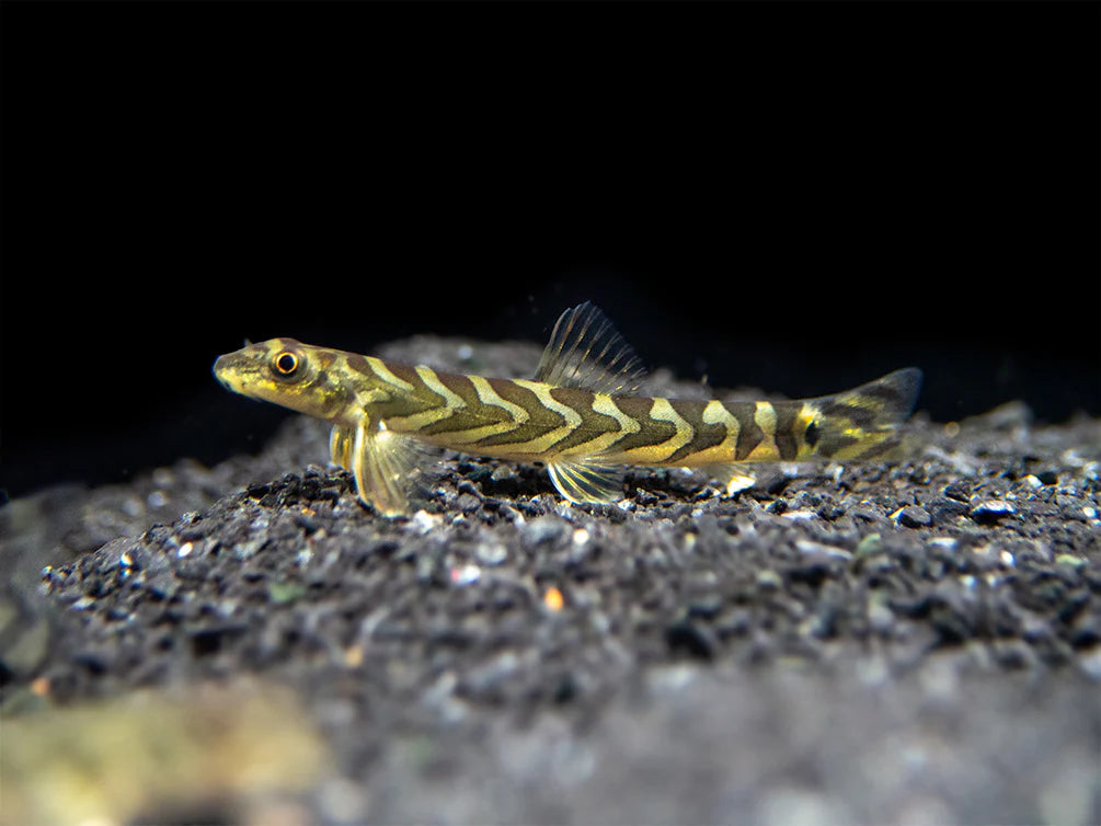 Zodiac Loach