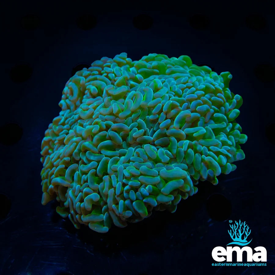 Alien Blood Hammer Coral