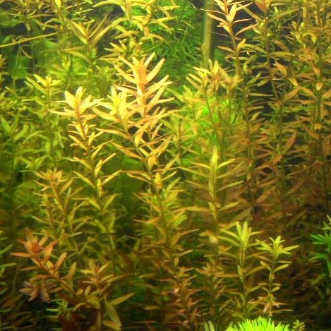 Rotala Rotundifolia