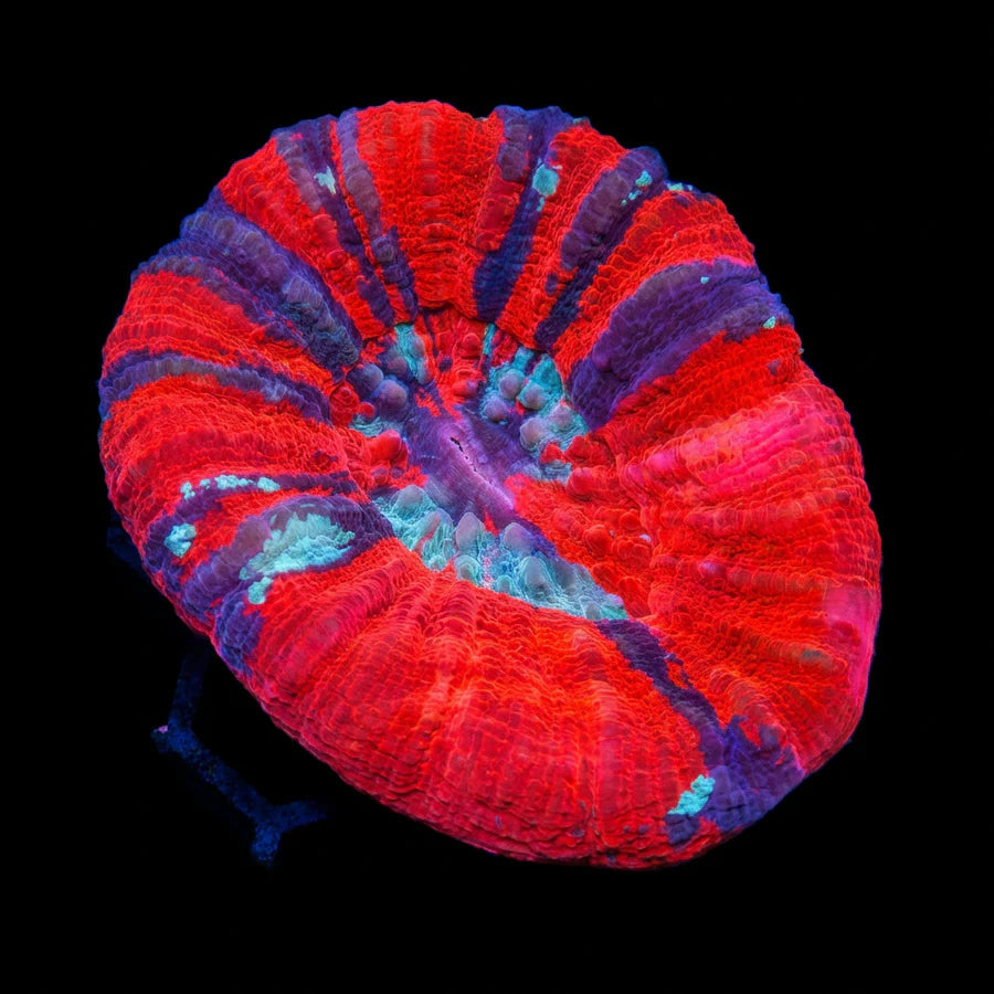 Red Inferno & Teal Australian Scolymia