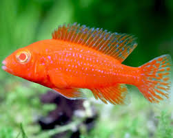 Albino Aulonocara