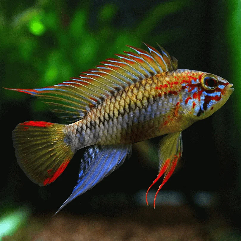 Macmasteri Apistogramma