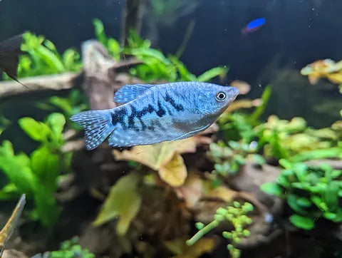 Opaline Gourami