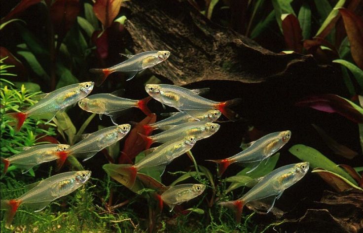 Glass Bloodfin Tetra