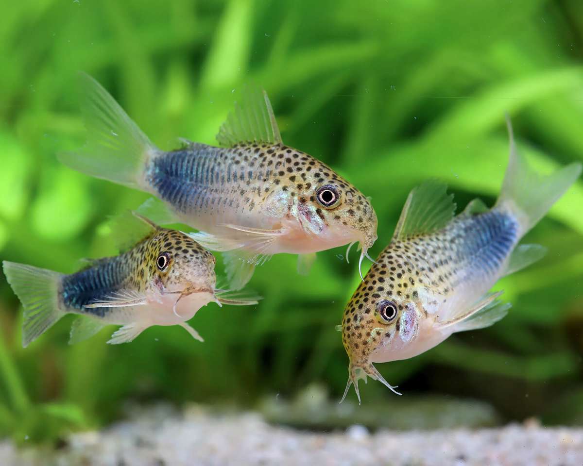 Similis Corydoras