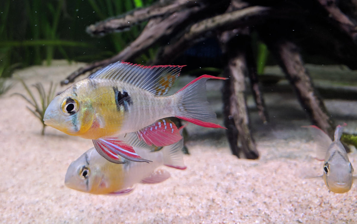 Bolivian Ram