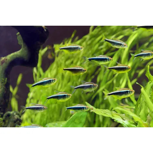 Black Neon Tetra