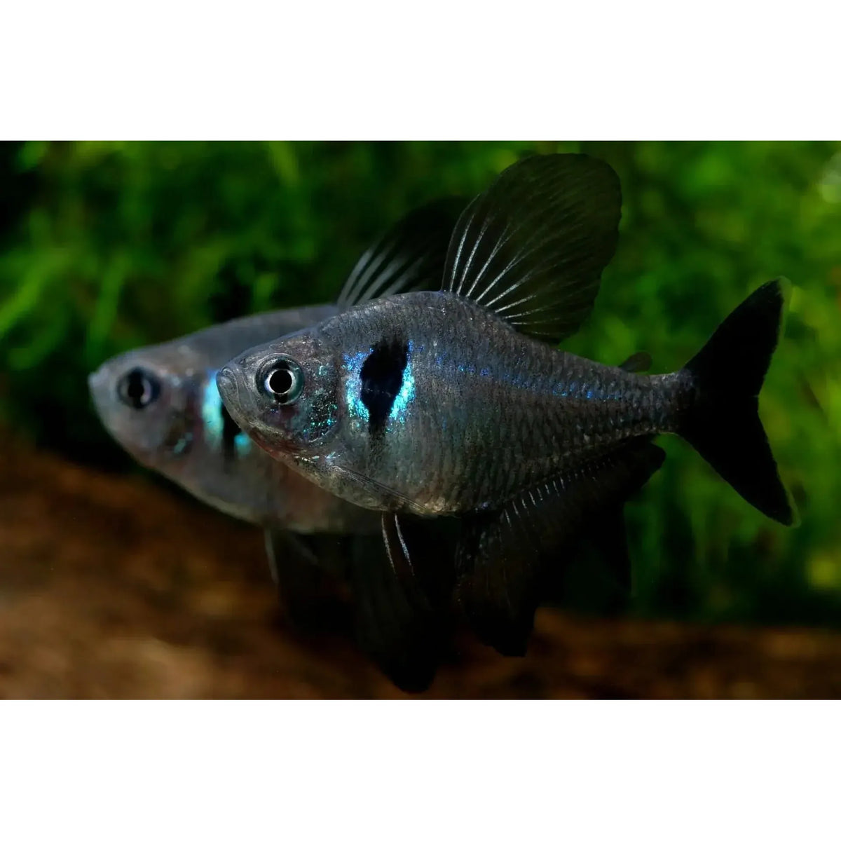 Black Phantom Tetra