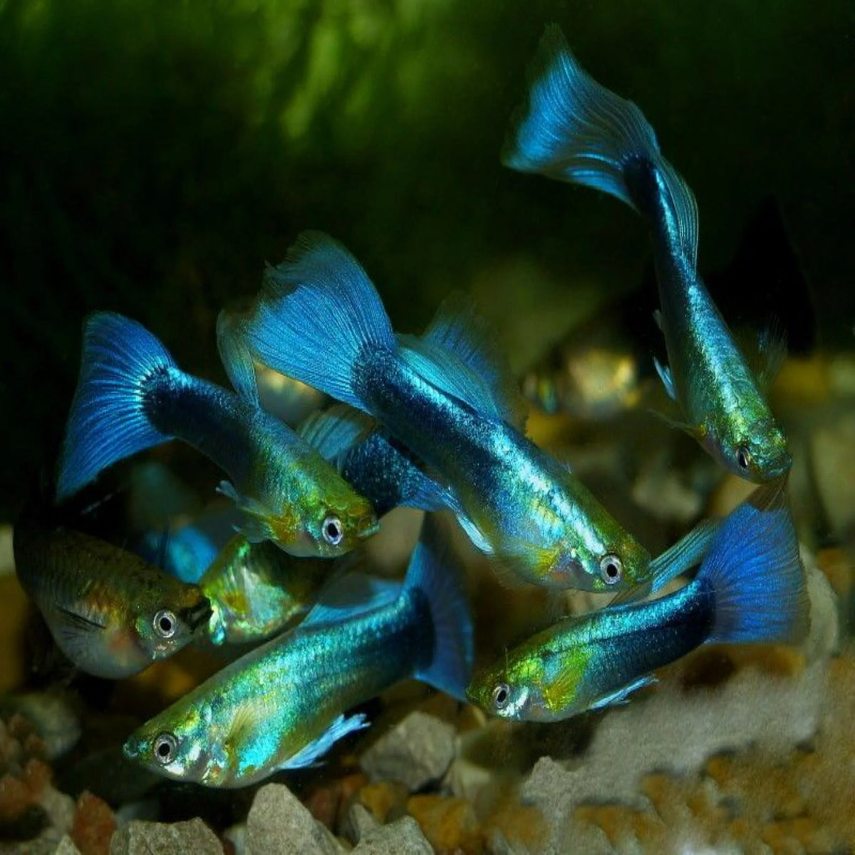 Male Blue Neon Guppy