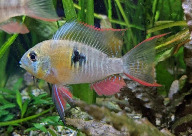 Bolivian Ram