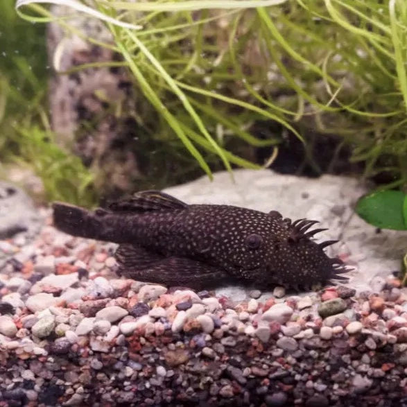 Brown Bristlenose Pleco