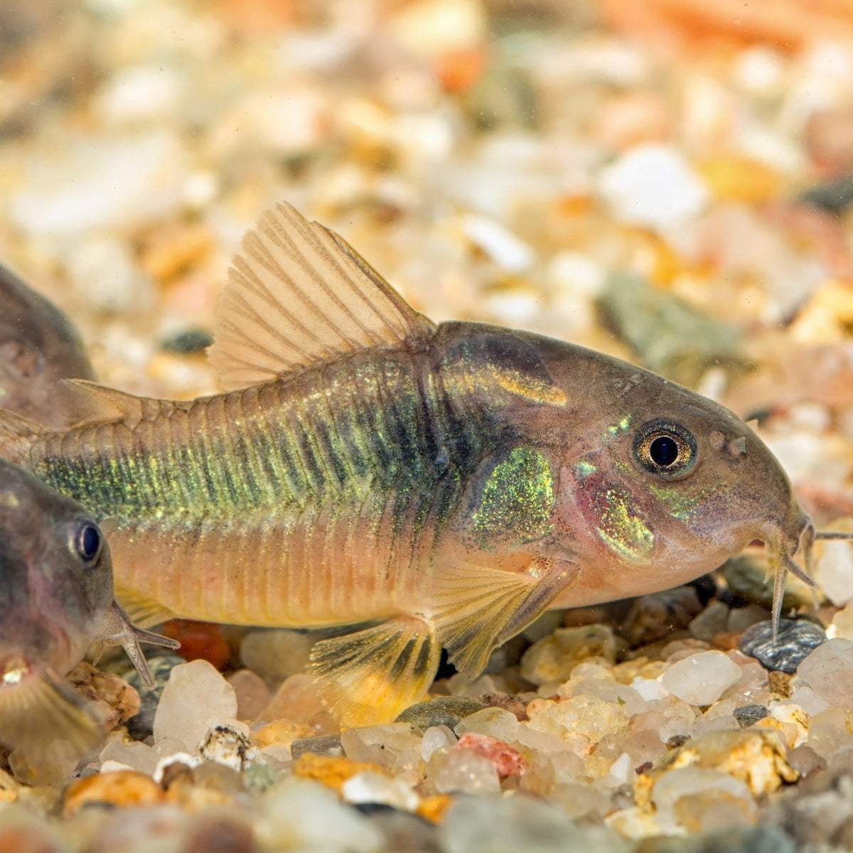 Bronze Corydora