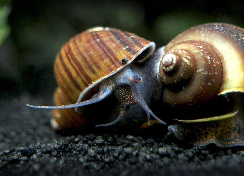 Brown Mystery Snail