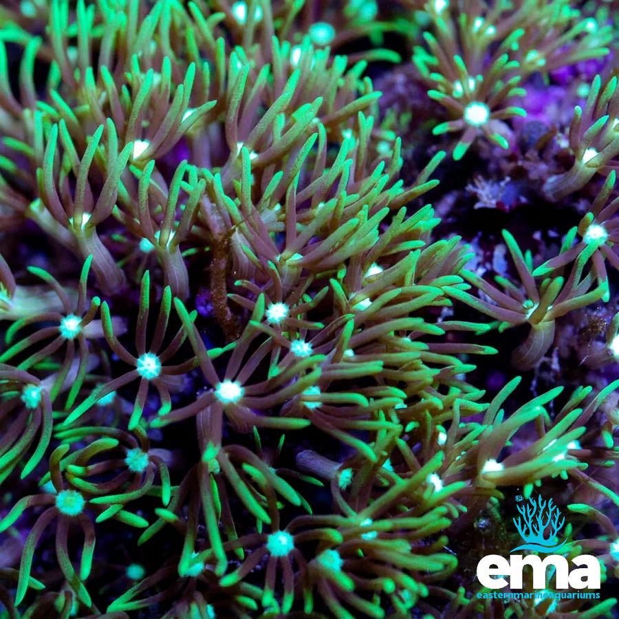 Green Star Polyp Fragment