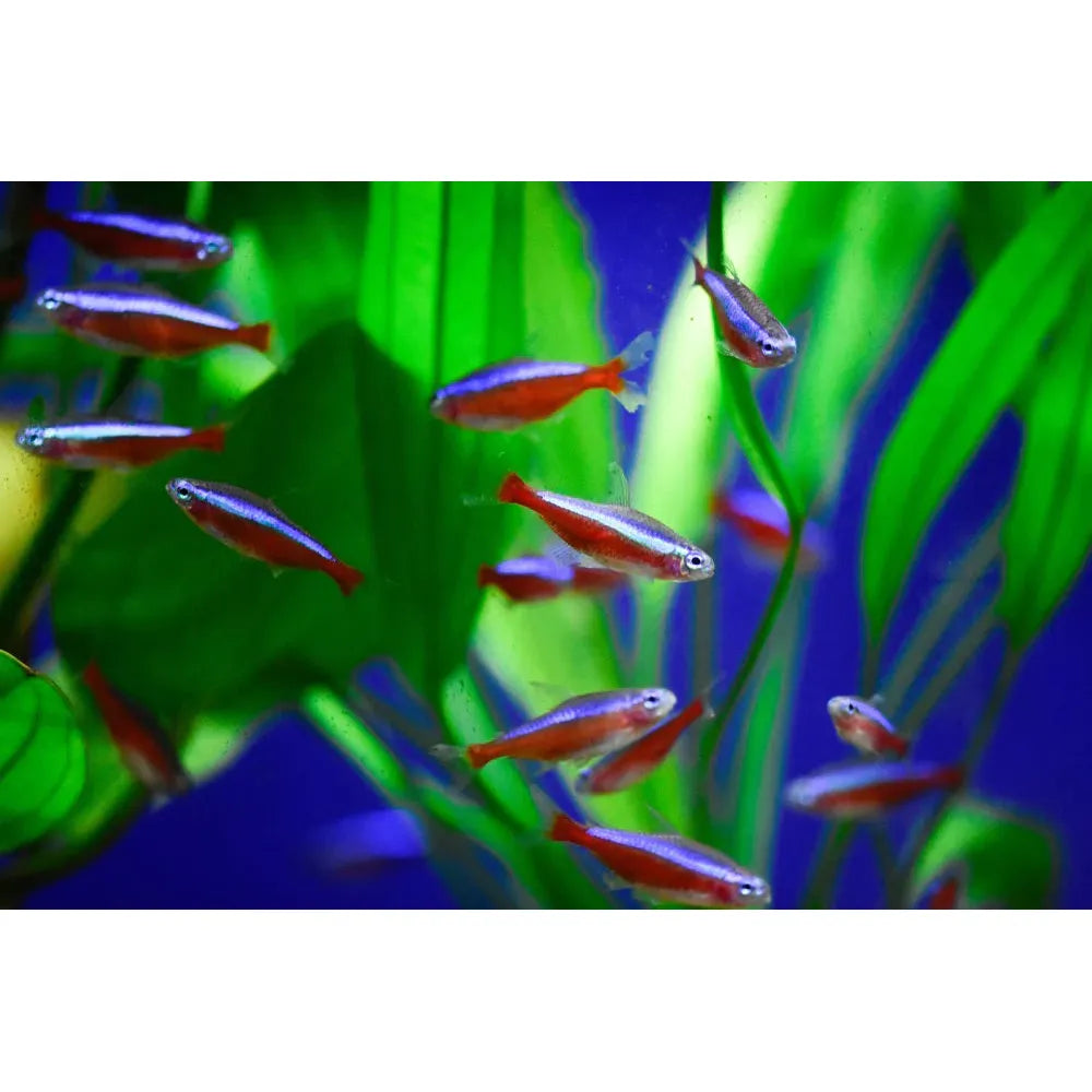 Cardinal Tetra