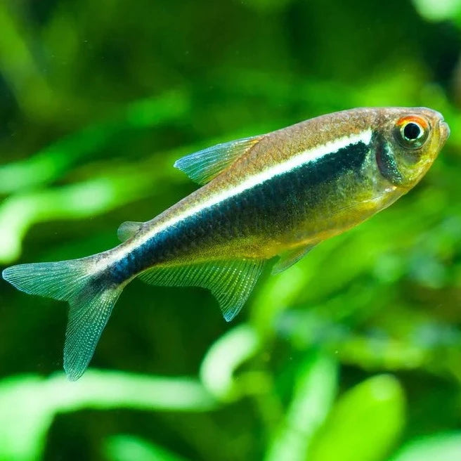 Black Neon Tetra