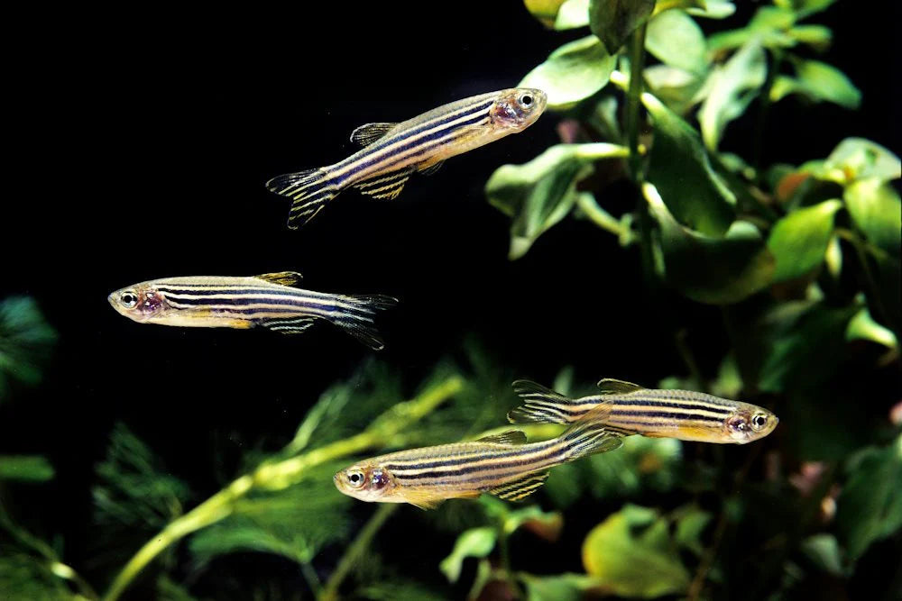 Zebra Danio