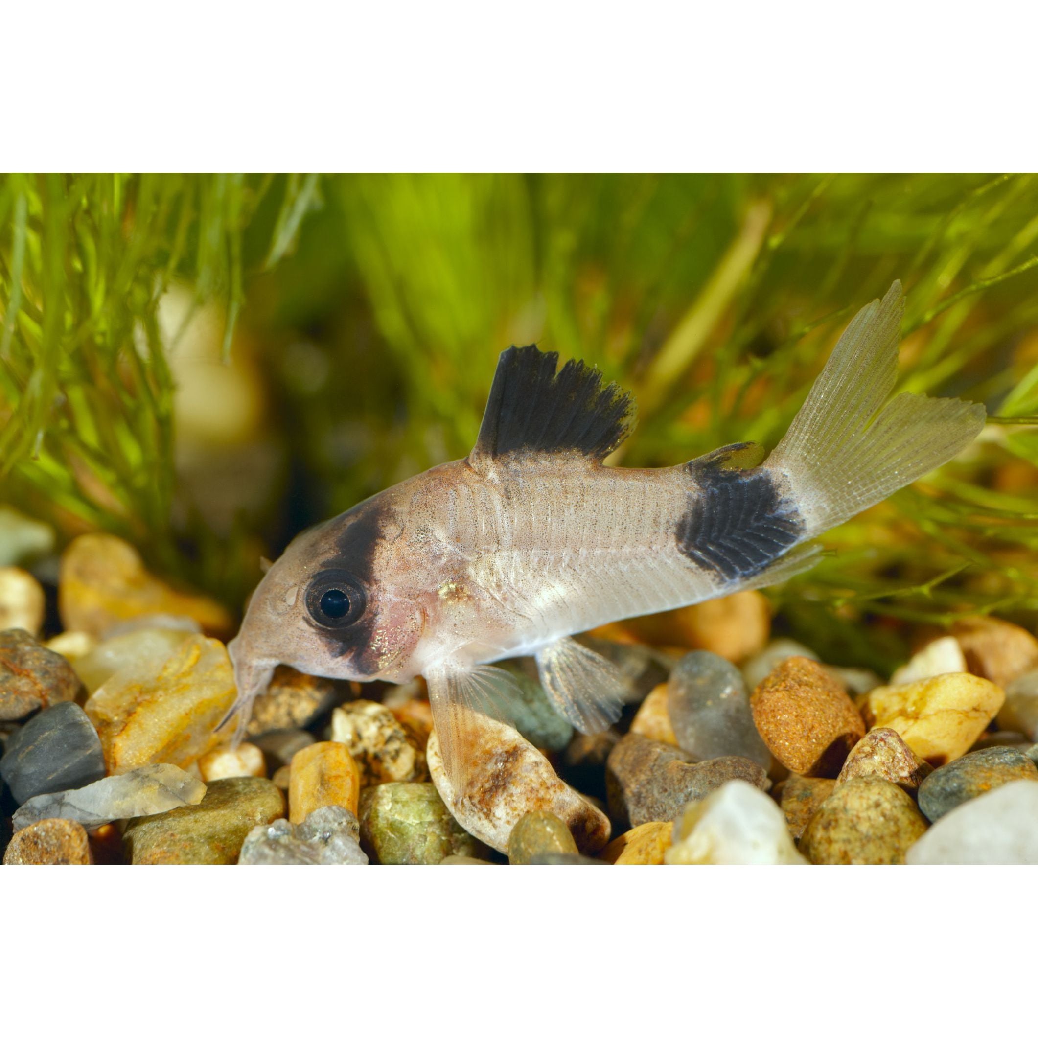 Panda Corydora