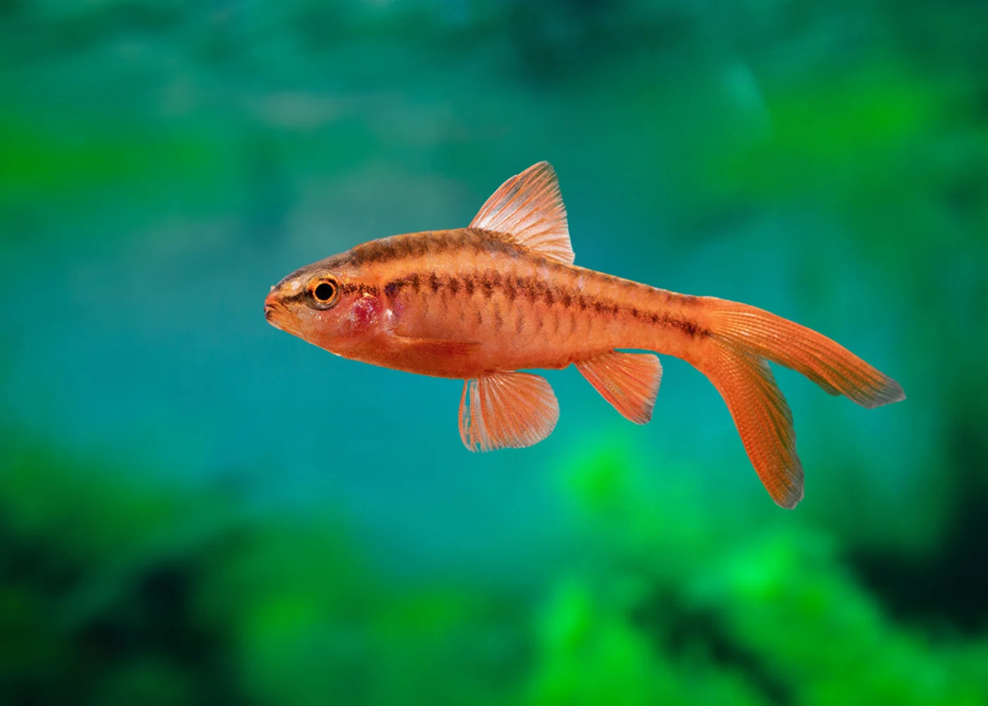 Longfin Cherry Barb