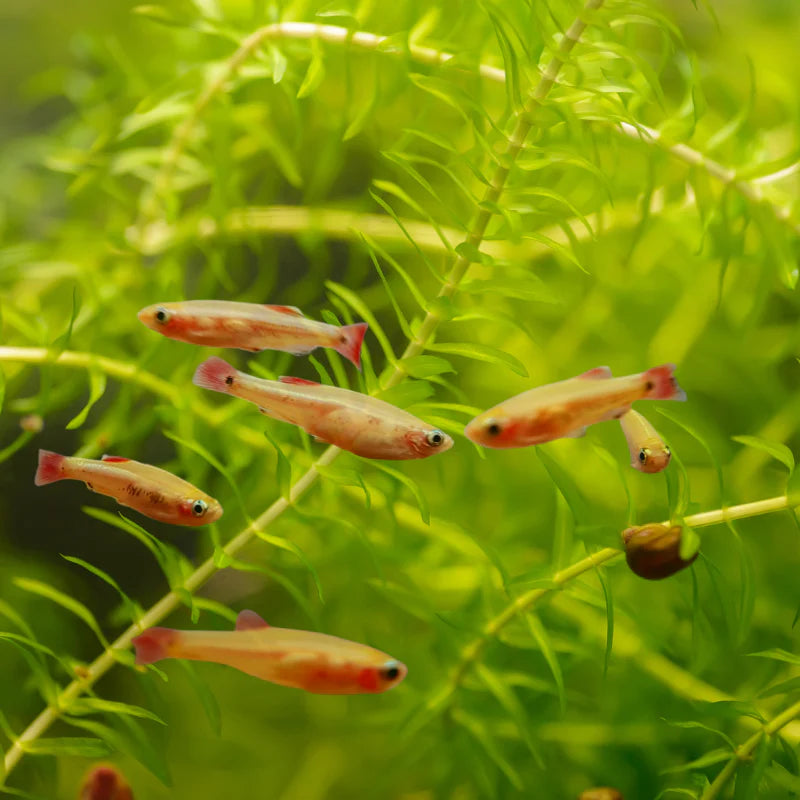 Golden White Cloud Mountain Minnow