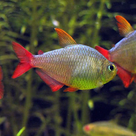 Columbian Tetra