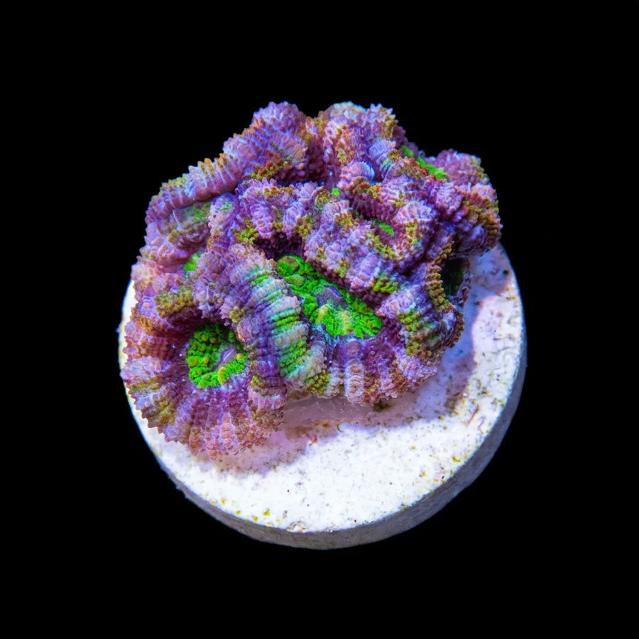 Rainbow Green Mouth Acan Lord Frag