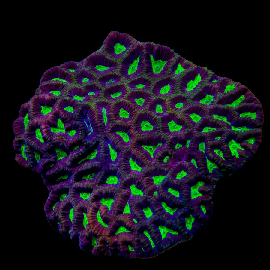 Toxic Green Eye Goniastrea Colony