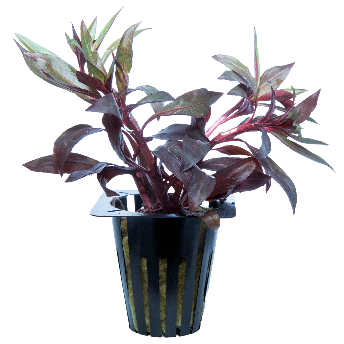Deep Red Ludwigia