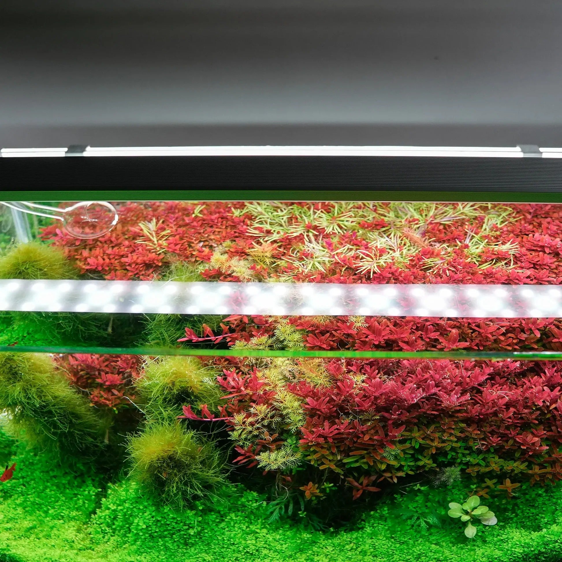 Chihiros B Series aquarium lighting with adjustable brackets and extendable legs, featuring a sleek aluminum alloy construction.