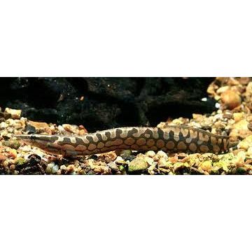 Tyre Track Eel (12cm)