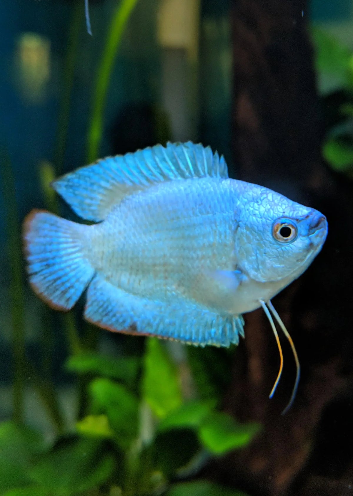 Assorted Dwarf Gourami