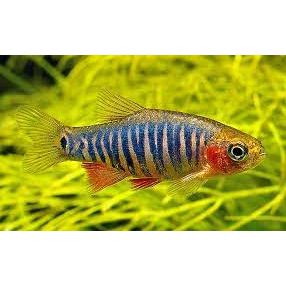 Red Faced Danio (Dwarf Emerald Rasbora)