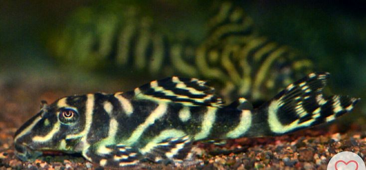 Columbian Zebra Pleco (L129)