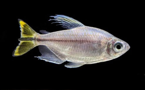 Yellow Tail Congo Tetra