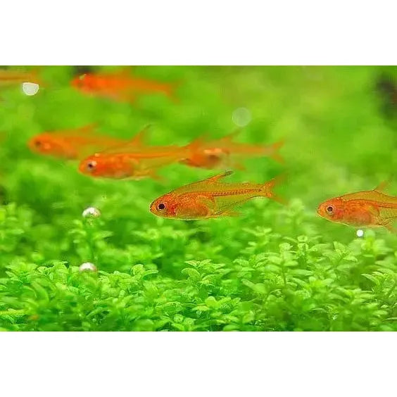 Ember Tetra
