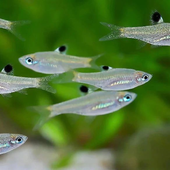 Emerald Eye Rasbora