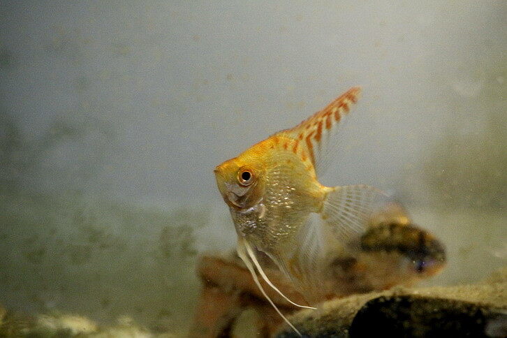 Red Cap Pearl Scale Angelfish