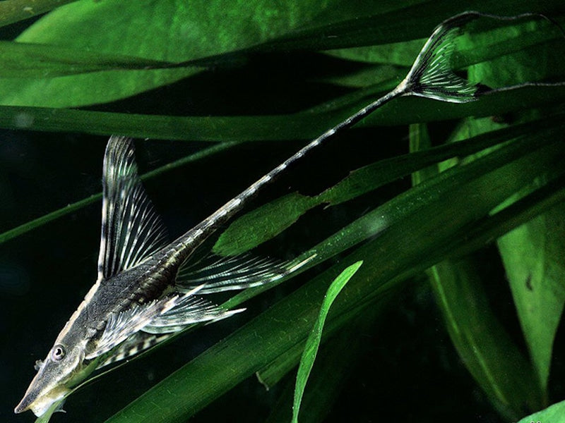 Royal Whiptail Farlowella