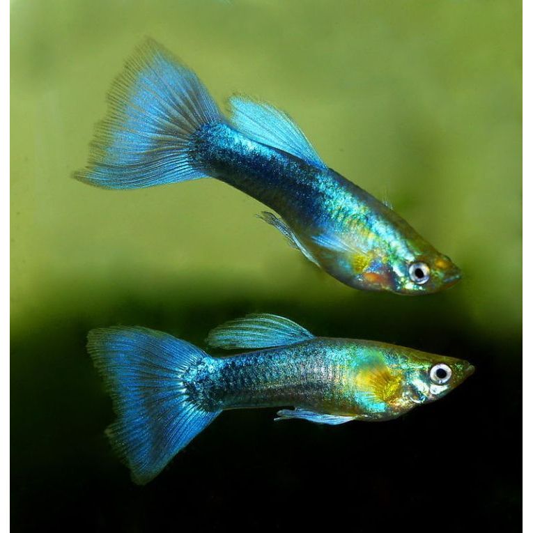 Assorted Male Guppy