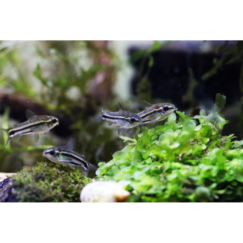 Pygmy Corydoras