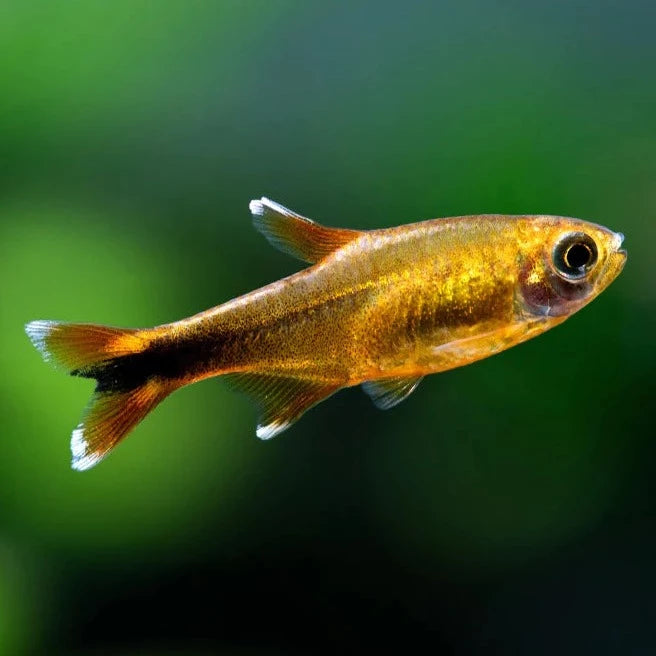 Silvertip Tetra
