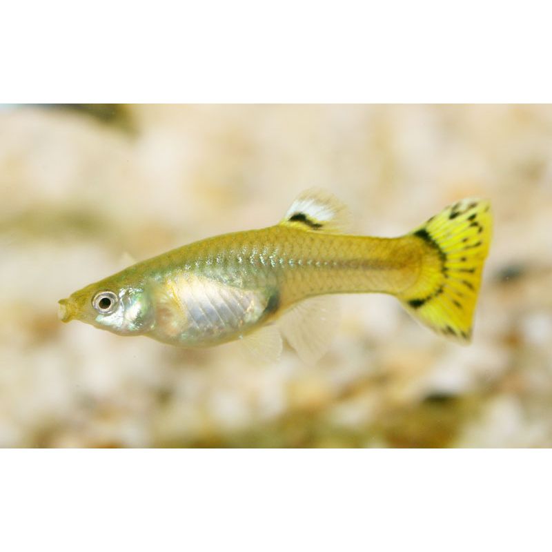 Mixed Female Guppy