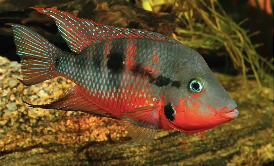 Firemouth cichlid displaying bright red throat and blue spotting swimming over rocky substrate with driftwood background in freshwater aquarium