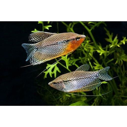Pearl Gourami