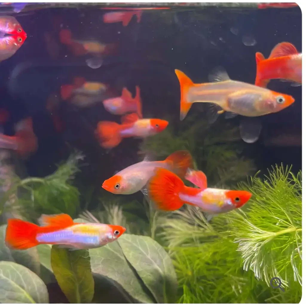 Koi Guppy Pair