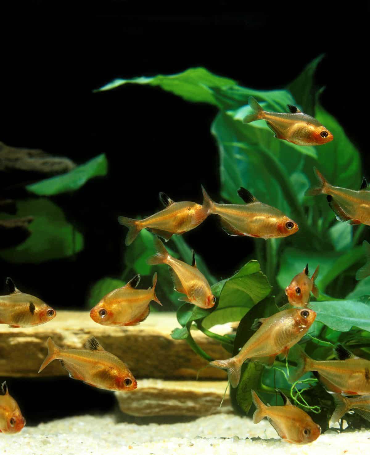 Golden Serpae Tetra