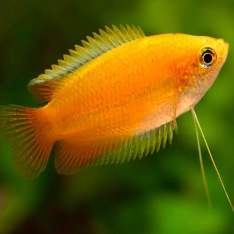 Golden Honey Gourami